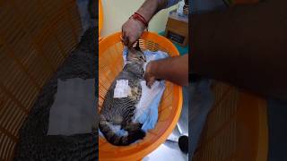 Spaying Surgery process | Sterilization  Help cats to live long #cat #youtubeshorts #shorts
