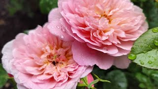 David Austin Roses First Blooms