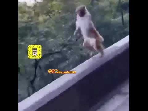 مهرول وحارق للدهون