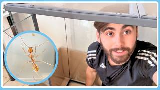J'ai acheté un énorme terrarium pour mes fourmis tisserandes ! (GF24)