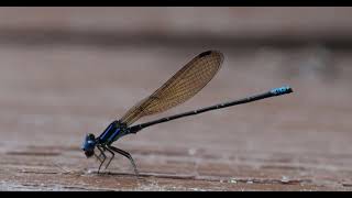 Dusky dancer (damselfly) eating a mosquito