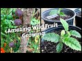 Growing an Amazing Wild Rainforest Fruit | Davidson Plum Growing From Seed