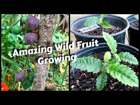 Video: Marjorie’s Seedling Plums: Tìm hiểu về cách chăm sóc cây giống của Marjorie