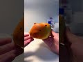 Collector check ✨#trending #squishies #viral #collection