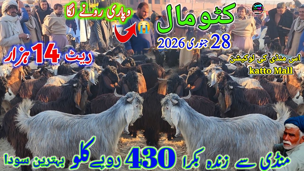 28 January 2026 katto Bakre Mandi pakistan desi bakre phari bakre صبح منڈی ڈوب گئ rate 11 hzar se 😀 