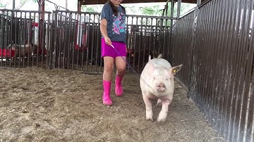 Practice makes Perfect.. working with Showpigs