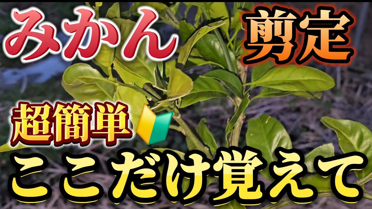 みかん✳︎ Tangerines] Please do this! The most important thing about fruit