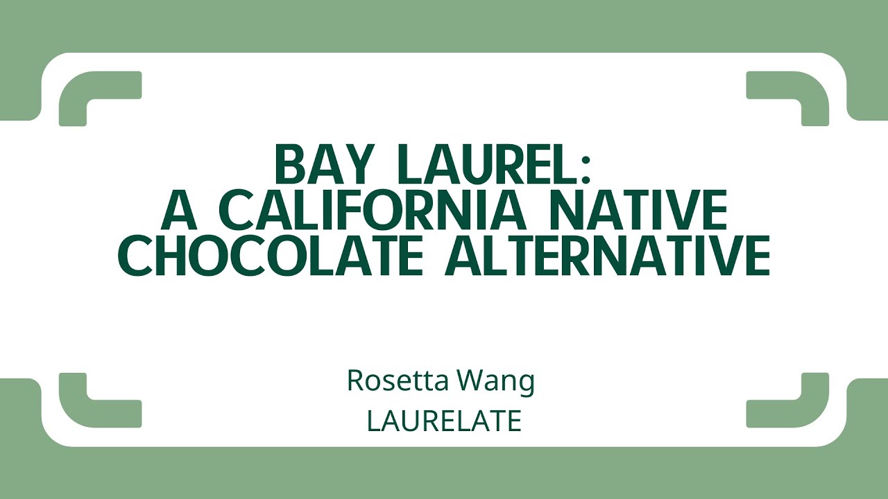 Bay Laurel: A California Native Chocolate Alternative