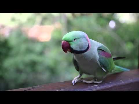 Видео: Сад птиц в парке Гонконга