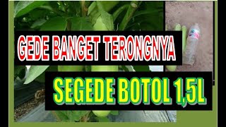 PANEN BIBIT TERONG HIJAU gede banget
