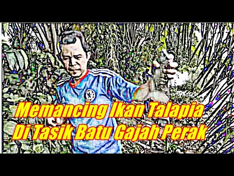 Memancing Ikan Talapia Di Tasik Batu Gajah Perak