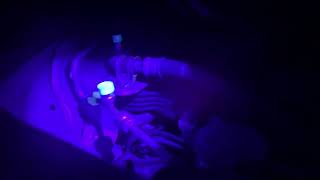 20260808 2015 Acura ILX 2.0L looking for AC leak with black light