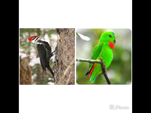 Masteran suara burung Pelatuk kombinasi suara serindit...di jamin ampuh!!! class=