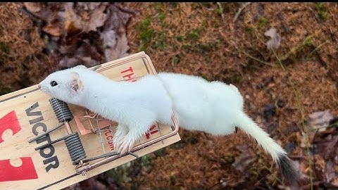 Weasel Trapping- Setting and Checking
