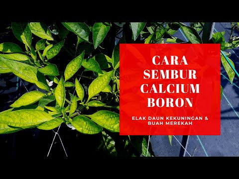 Cara Sembur Calcium Elak Daun Kekuningan & Buah Cili Merekah