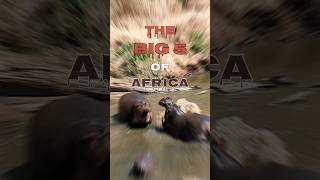Wildlife Adventure Of Lifetime Saw Big 5S Of Africa 