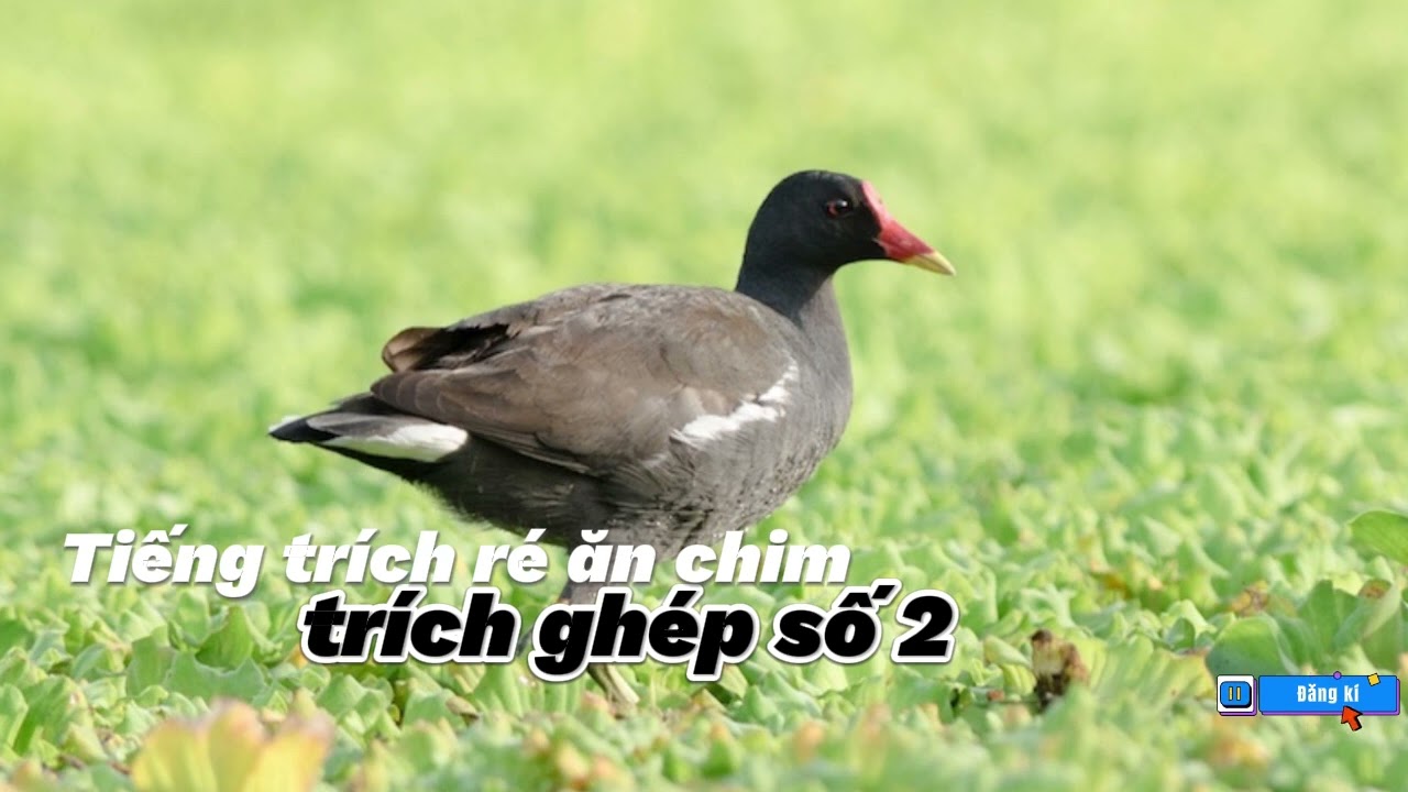 Tiếng Trích ré 2023 - TRÍCH GHÉP SỐ 2, không chèn nhạc