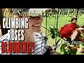 How to keep your climbing roses blooming all season long  deadheading made easy