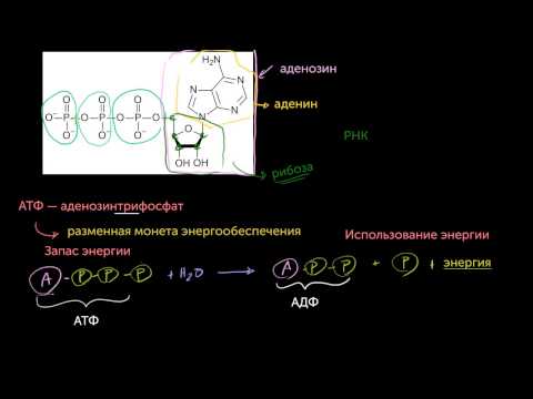 АТФ: Аденозинтрифосфат(видео 10) | Энергия | Биология