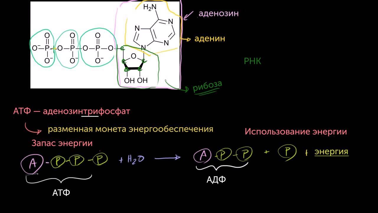 Атф фосфор. АТФ - разменная монета. Стандартная свободная энергия гидролиза АТФ. Формула энергии в биологии. Энергетический обмен 9 класс биология.