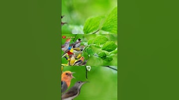 Wajib Coba❗ Suara Pikat Sogon Kombinasi Paling Ampuh🐦#pikatsogokontong #suarapikatampuh