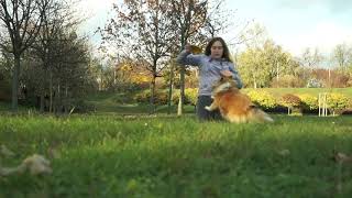 frisbee training 26.10 2022r by Lucy shetland sheepdog 106 views 1 year ago 3 minutes, 13 seconds