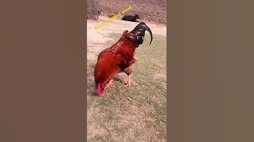 #shorts ||Rooster crowing sound || very loudly rooster