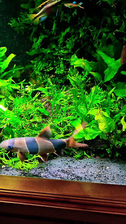 HIKARI Vibra Bites for Larger Fish #amazingaquarium #tropicalfishtank #fishaquarium #fishtank