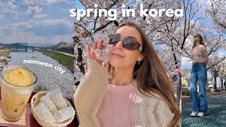 a *solo* spring day in korea 🌸 cherry blossoms, cafe chats + exploring namwon