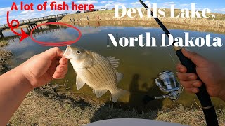 These White Bass are Stacked up in Here! | Hmong North Dakota Devils Lake Fishing Memorial Week 2025