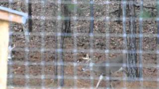 Deer fight 31 and 9.AVI