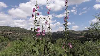 ISRAEL - Mount Eitan 2 The Sataf Hike - הר איתן 2 מסלול הסטף Resimi