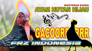 SUARA PIKAT AYAM HUTAN HIJAU BETINA MEMANGGIL PEJANTAN ... DIJAMIN AMPUH DAN MENDEKAT...