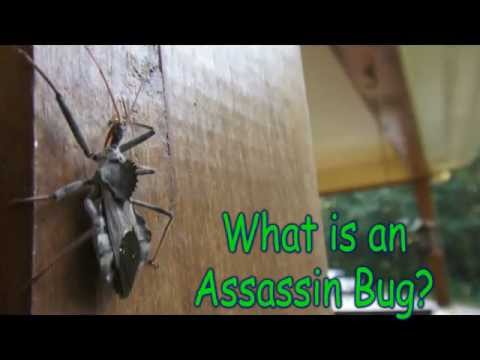 Video: Leaf Footed Bug Control – jsou chyby Leaf Footed špatné