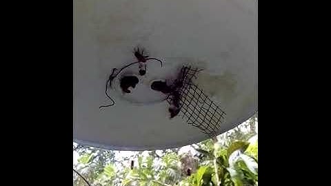 swarm trap update#bee bucket #9