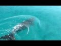 Dugong at Aldabra Atoll