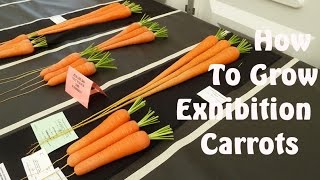 How to Grow Carrots for Exhibition & Show
