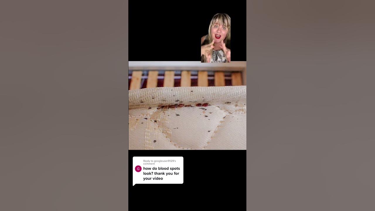 What do bed bug blood spots look like? traveltips bedbugs travelguide YouTube