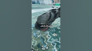Thumbnail of Beautiful Nasheed #Islamic shorts 🕋🤲🕌 Makka Madina status ❤️