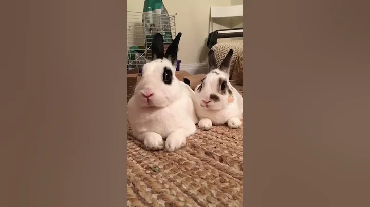 Try not to laugh! 😂 #funny #animalvideos #cute