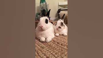 Try not to laugh! 😂 #funny #animalvideos #cute