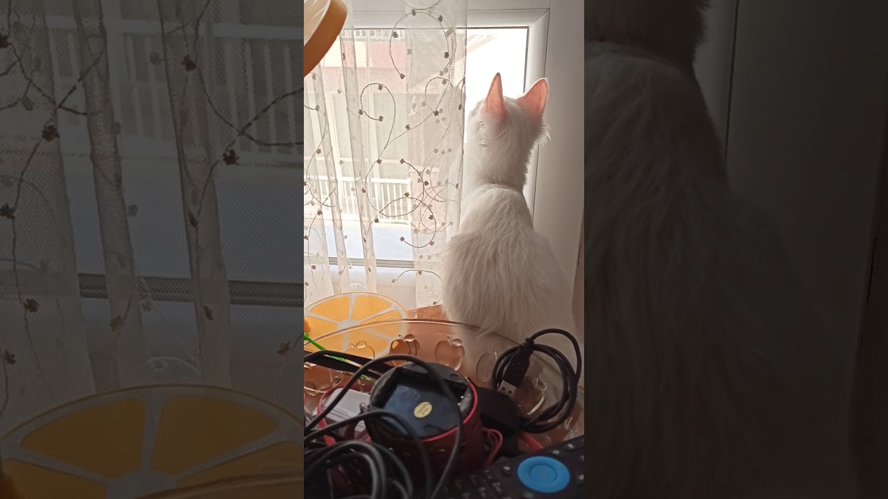 Meraklı kedi YouTube