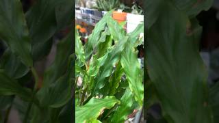 Proven Winners®️Color Full™️ Bluegrass Calathea houseplants indoorplants shorts