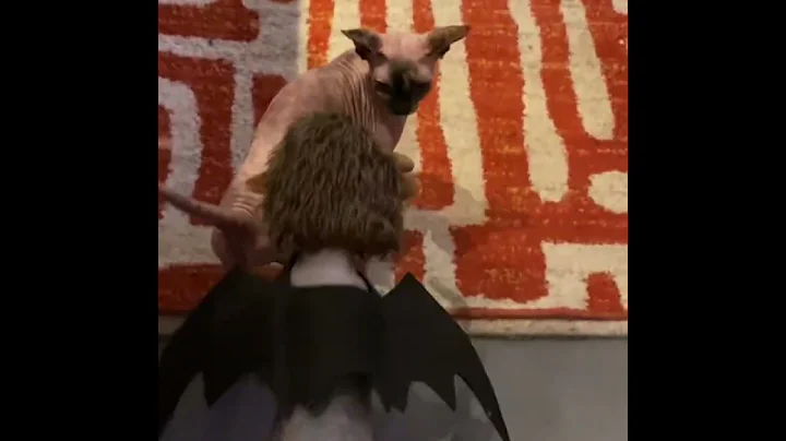 Video 1237311: sphynx cats mating, sphynx breed