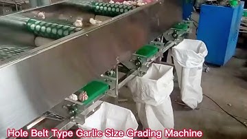 Hole Belt Type Garlic Size Grading Machine