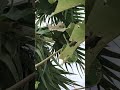 Riped Palm Fruits Nongu 