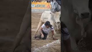 Girl Fell Down From The Horse 