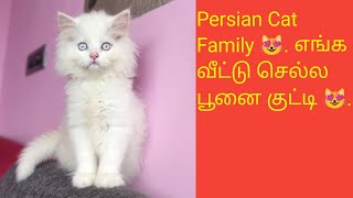Persian பூனை குடும்பத்தை கண்டு மகிழ்ச்சி அடையுங்கள் #persiancat #cat #பூனை #tamil #catvideos #yt