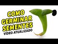 COMO GERMINAR SEMENTES DE CACTOS E SUCULENTAS