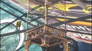 Media ronggolawe  pleci mata putih